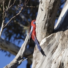 Platycercus elegans (Crimson Rosella) at Michelago, NSW - 2 Sep 2018 by Illilanga