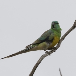 Psephotus haematonotus at Michelago, NSW - 9 Dec 2018