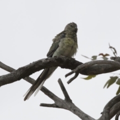 Psephotus haematonotus at Michelago, NSW - 9 Dec 2018