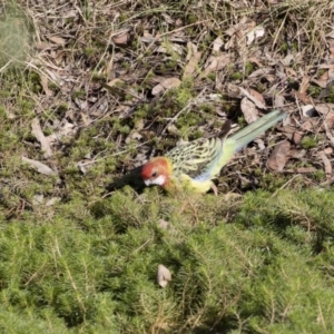 Platycercus eximius at Michelago, NSW - 14 Apr 2019 09:06 AM