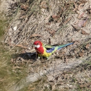 Platycercus eximius at Michelago, NSW - 14 Apr 2019 09:06 AM