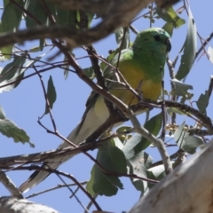 Psephotus haematonotus (Red-rumped Parrot) at Michelago, NSW - 16 Nov 2018 by Illilanga