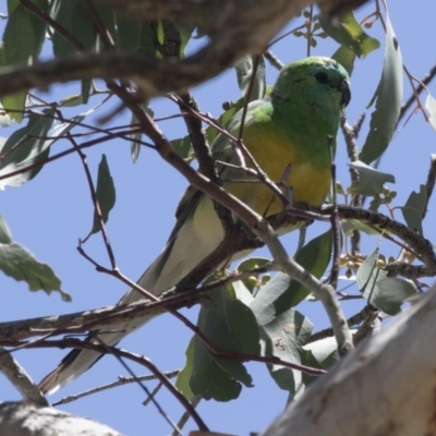 Psephotus haematonotus (Red-rumped Parrot) at Michelago, NSW - 16 Nov 2018 by Illilanga