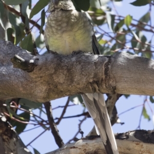 Psephotus haematonotus at Michelago, NSW - 16 Nov 2018