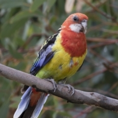 Platycercus eximius (Eastern Rosella) at Illilanga & Baroona - 28 Jan 2018 by Illilanga