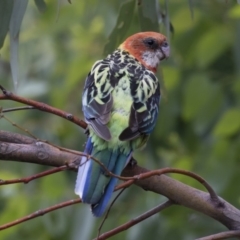 Platycercus eximius at Michelago, NSW - 28 Jan 2018