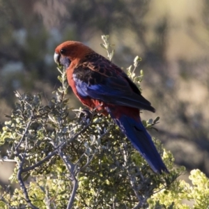 Platycercus elegans at Michelago, NSW - 17 Jan 2018