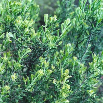 Persoonia rigida (Hairy Geebung) at Conder, ACT - 22 Nov 2000 by michaelb