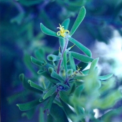 Persoonia rigida (Hairy Geebung) at Conder, ACT - 29 Jan 2001 by MichaelBedingfield