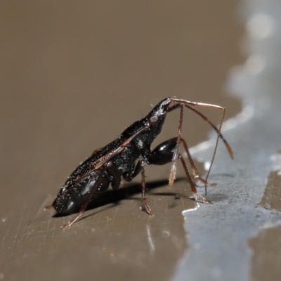 Rhyparochromidae (family) (Seed bug) at Acton, ACT - 26 Aug 2019 by TimL