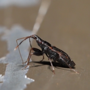 Rhyparochromidae (family) at Acton, ACT - 26 Aug 2019