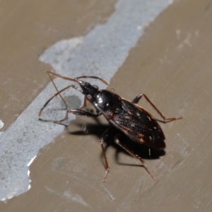 Rhyparochromidae (family) at Acton, ACT - 26 Aug 2019