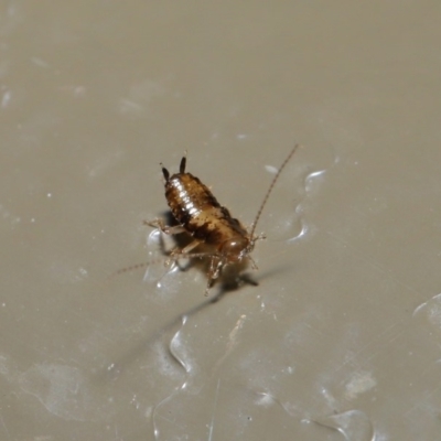 Blattodea (order) (Unidentified cockroach) at Acton, ACT - 26 Aug 2019 by Tim L