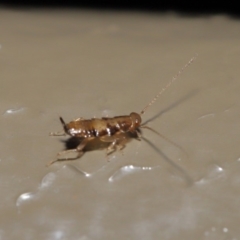 Blattodea (order) at Acton, ACT - 26 Aug 2019