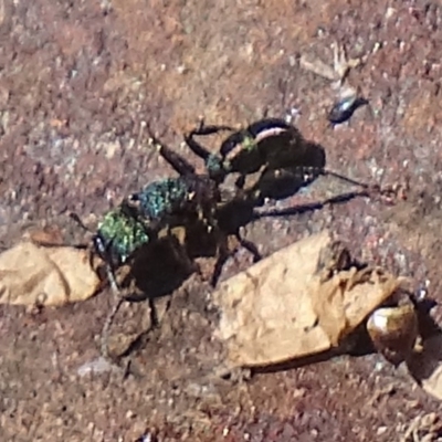 Rhytidoponera metallica (Greenhead ant) at Gilmore, ACT - 28 Aug 2019 by roymcd