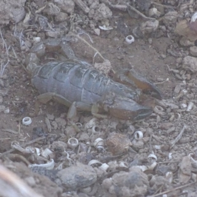 Urodacus manicatus (Black Rock Scorpion) at Tuggeranong DC, ACT - 28 Aug 2019 by roymcd