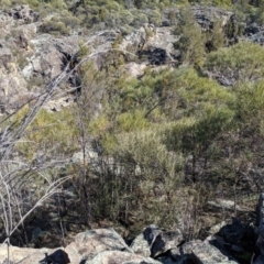 Acacia doratoxylon at Tuggeranong DC, ACT - 28 Aug 2019 01:04 PM