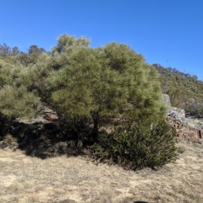 Acacia doratoxylon (Currawang) at Tuggeranong DC, ACT - 28 Aug 2019 by MattM