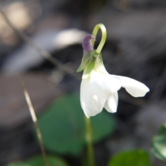 Viola odorata at Point 5438 - 28 Aug 2019