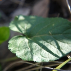 Viola odorata at Point 5438 - 28 Aug 2019