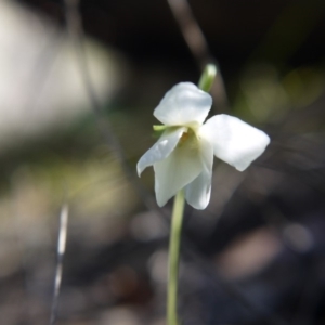 Viola odorata at Point 5438 - 28 Aug 2019