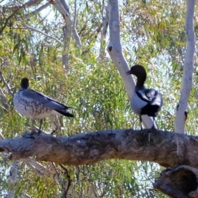 Chenonetta jubata (Australian Wood Duck) at Crace, ACT - 28 Aug 2019 by Kurt