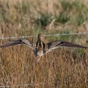 Gallinago hardwickii at Fyshwick, ACT - 25 Aug 2019