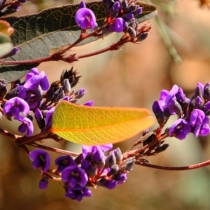 Hardenbergia violacea at Crace, ACT - 28 Aug 2019