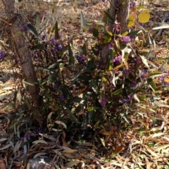 Hardenbergia violacea at Crace, ACT - 28 Aug 2019 12:06 PM