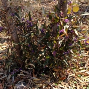 Hardenbergia violacea at Crace, ACT - 28 Aug 2019