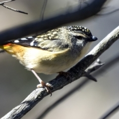 Pardalotus punctatus (Spotted Pardalote) at The Pinnacle - 28 Aug 2019 by AlisonMilton