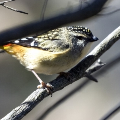 Pardalotus punctatus (Spotted Pardalote) at The Pinnacle - 28 Aug 2019 by AlisonMilton