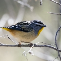 Pardalotus punctatus at Hawker, ACT - 28 Aug 2019 12:25 PM