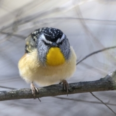 Pardalotus punctatus at Hawker, ACT - 28 Aug 2019 12:25 PM