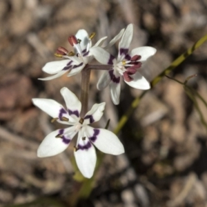 Wurmbea dioica subsp. dioica at Hawker, ACT - 28 Aug 2019 01:36 PM