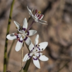 Wurmbea dioica subsp. dioica at Hawker, ACT - 28 Aug 2019 01:36 PM