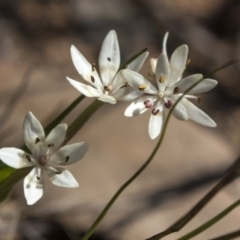 Wurmbea dioica subsp. dioica at Hawker, ACT - 28 Aug 2019 01:36 PM