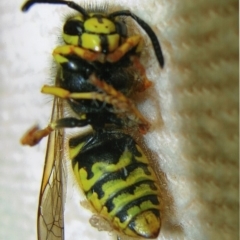 Vespula germanica (European wasp) at Kiah, NSW - 12 Jan 2018 by jimm