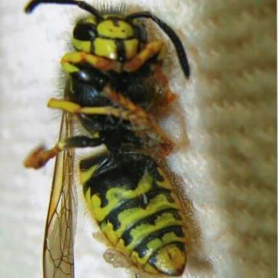 Vespula germanica (European wasp) at Kiah, NSW - 12 Jan 2018 by jimm