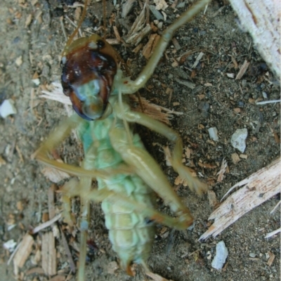 Gryllacrididae (family) (Wood, Raspy or Leaf Rolling Cricket) at Kiah, NSW - 7 Dec 2017 by jimm