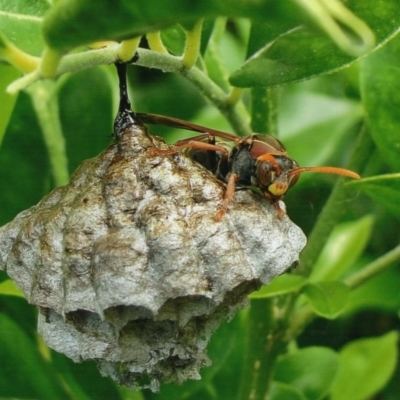 Polistes (Polistella) humilis (Common Paper Wasp) at Kiah, NSW - 7 Nov 2017 by jimm