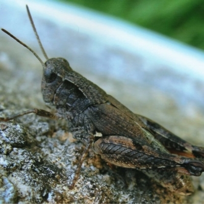 Phaulacridium vittatum (Wingless Grasshopper) at Kiah, NSW - 9 Dec 2017 by jimm