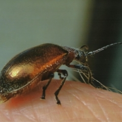 Ecnolagria sp. (genus) (A brown darkling beetle) at Kiah, NSW - 12 Feb 2018 by jimm