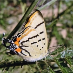 Jalmenus evagoras (Imperial Hairstreak) at Kiah, NSW - 12 Feb 2018 by jimm