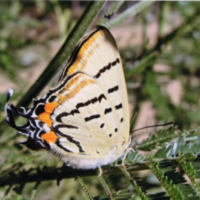 Jalmenus evagoras (Imperial Hairstreak) at Kiah, NSW - 12 Feb 2018 by jimm