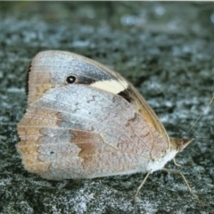 Heteronympha merope (Common Brown Butterfly) at Kiah, NSW - 12 Jan 2018 by jimm