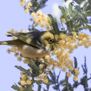 Zosterops lateralis at Hawker, ACT - 28 Aug 2019