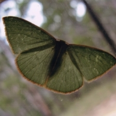 Chlorocoma dichloraria (Guenee's or Double-fringed Emerald) at Kiah, NSW - 1 May 2017 by jimm