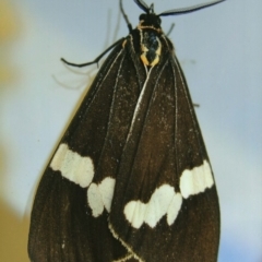 Nyctemera amicus (Senecio Moth, Magpie Moth, Cineraria Moth) at Kiah, NSW - 13 Jan 2017 by jimm