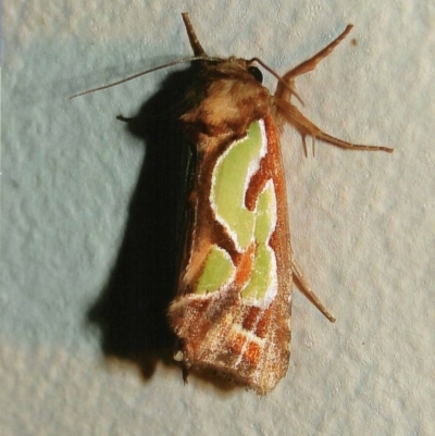 Cosmodes elegans (Green Blotched Moth) at Kiah, NSW - 14 Jan 2017 by jimm